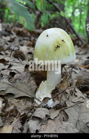 One single specimen of young, partly developed Amanita phalloides or Death cap mushroom with pale green hat, very toxic and extremely dangerous wild m Stock Photo