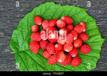 Heap of freshly harvested fragrant wild strawberries put over big green hazel leaf on old oak table Stock Photo