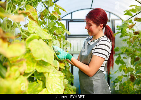 Photo on side of young woman gardener in greenhouse with cucumbers Stock Photo