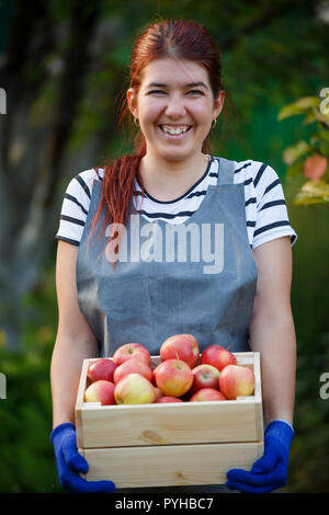 Photo of happy woman gardener with harvest of apples in wooden box in garden Stock Photo