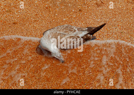 Dead seagull is lying on the sandy beach on the edge of water and earth Stock Photo