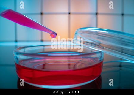 Petri dish and a pipette on a blue background in a scientific genetic laboratory Stock Photo