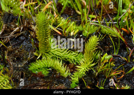 Lycopodiella inundata (marsh club moss) is a club moss with circumpolar and circumboreal distribution. It grows in wet habitat including wet tundra. Stock Photo