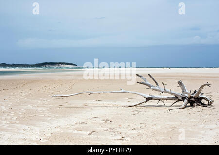 Beautiful white sandy Australian beach, Moreton Island, Queensland with large piece of branched driftwood in foreground. Stock Photo