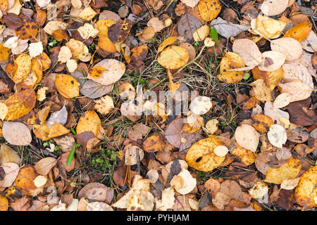 A close-up view from above of dead leaves from various species of trees covering the ground in a scottish forest in Autumn. 18 October 2018. Stock Photo