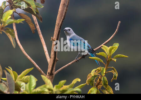 Blue grey Tanager Tropical birds from Panama Stock Photo