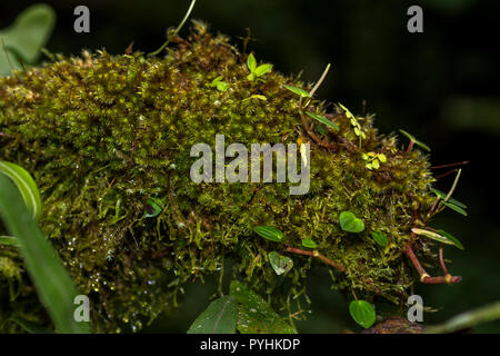 Still life of wet moos on a tree trunk Stock Photo