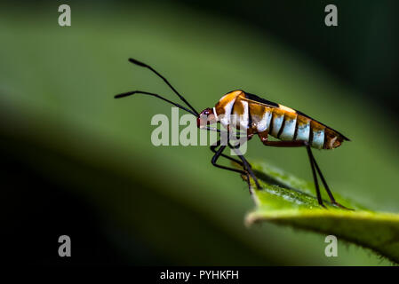 Small insect close up macro photo taken in the rain forest Stock Photo