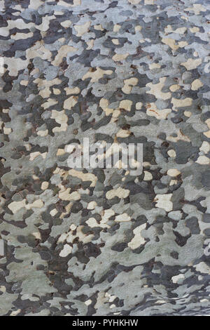 pied bark of a plane tree Stock Photo