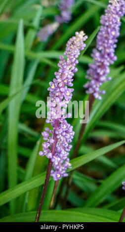 Blue Lily Turf Liriope Muscari closeup 2. Stock Photo