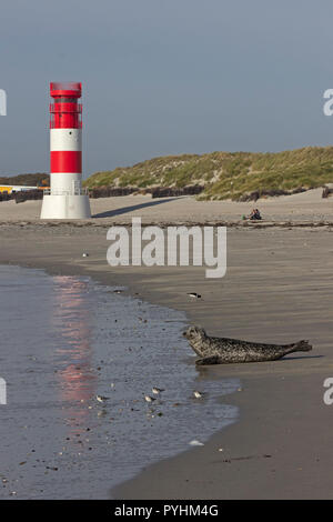 seal in front of the lighthouse, Duene (dune), Heligoland, Schleswig-Holstein, Germany Stock Photo