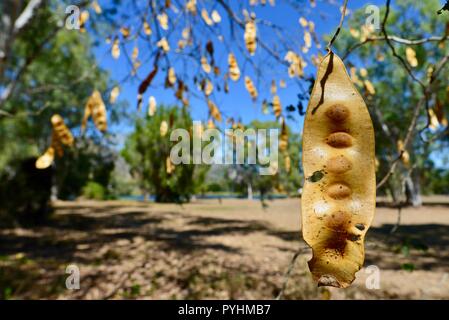 The dried yellow seed pods of Indian siris Albizia lebbeck, Riverview park, Ross river area, Townsville, QLD, Australia Stock Photo