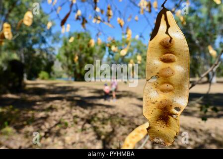 The dried yellow seed pods of Indian siris Albizia lebbeck,Ross river area, Townsville, QLD, Australia Stock Photo