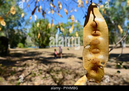 The dried yellow seed pods of Indian siris Albizia lebbeck,Ross river area, Townsville, QLD, Australia Stock Photo