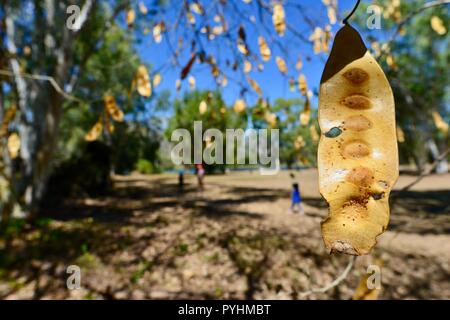 The dried yellow seed pods of Indian siris Albizia lebbeck,Ross river area, Townsville, QLD, Australia Stock Photo