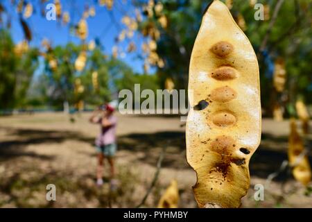 The dried yellow seed pods of Indian siris Albizia lebbeck,Ross river area, Townsville, QLD, Australia Stock Photo