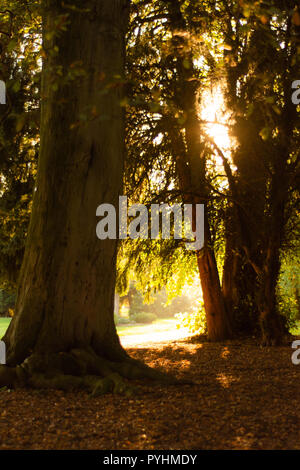 The light shining between two old tree trunks with autumn leaves on the ground Stock Photo