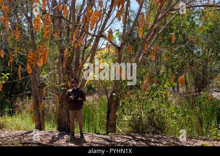 A man standing next to an Indian siris Albizia lebbeck tree stand,Ross river area, Townsville, QLD, Australia Stock Photo