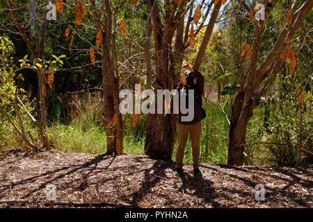 A man standing next to an Indian siris Albizia lebbeck tree stand,Ross river area, Townsville, QLD, Australia Stock Photo