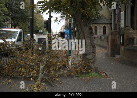 Tree branch felled after Storm Ali the day before, Great Western Road, Glasgow, Scotland, 20th September 2018 Stock Photo