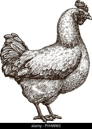 Chicken hen sketch Poultry farm concept Drawn vintage vector  illustration Stock Vector  Adobe Stock