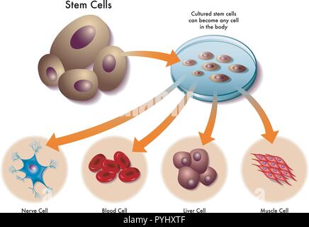 medical illustration of the function of stem cells in the human body Stock Vector