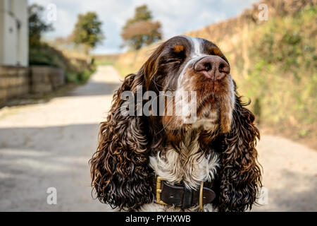 A horizontal portrait of a sharply rendered isolated Springer Spaniel pedigree dog with eyes closed not wanting to cooperate with the photographer. Stock Photo