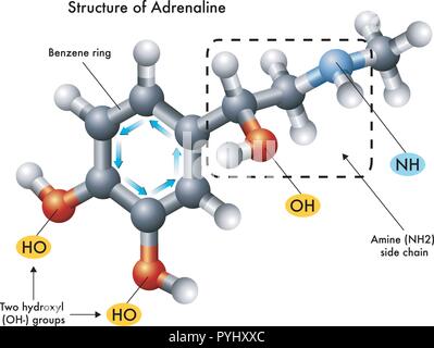 medical illustration of the structure of adrenaline Stock Vector
