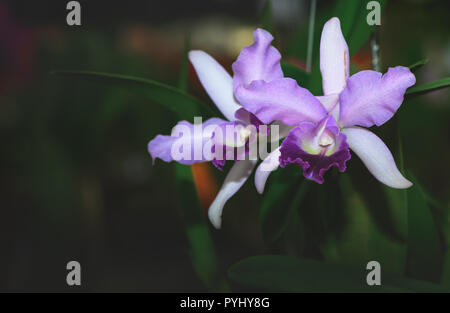 Beautiful violet hybrid Cattleya flower orchid in garden, nature background Stock Photo