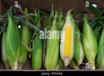 Fresh corn on cobs in paper box at morning market, agriculture concept Stock Photo