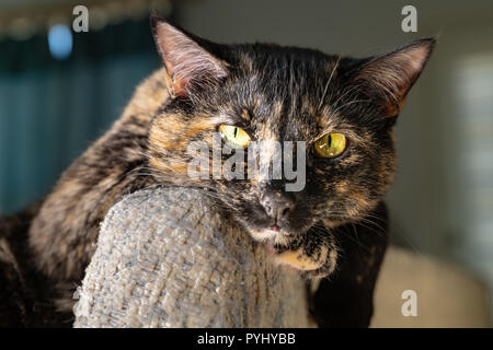 A glamorous beautiful tortoiseshell cat poses for the camera Stock Photo