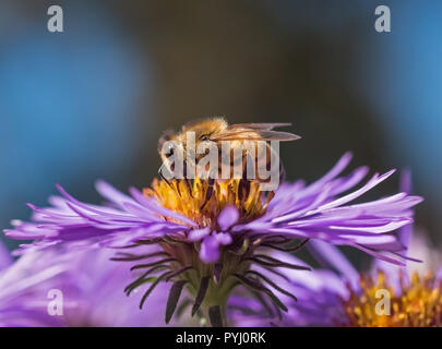 Honeybee (Apis mellifera) gathering nectar and pollen on a wild purple aster (asteraceae), profile view. Stock Photo