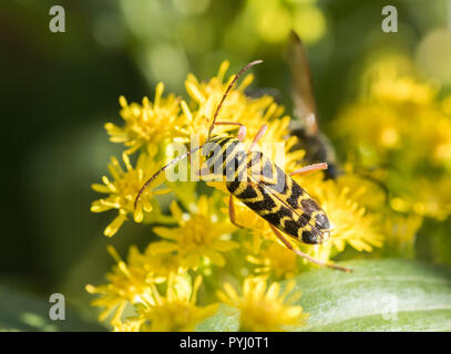 A Locust Borer Beetle (Megacyllene robiniae) feeding on yellow goldenrod flowers (Solidago). Stock Photo