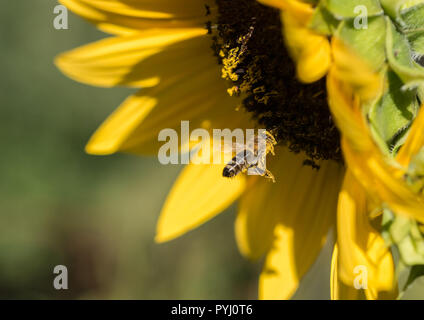 A Honeybee (Apis mellifera) covered in pollen, in flight, hovering in front of a large sunflower (Helianthus annuus). Stock Photo