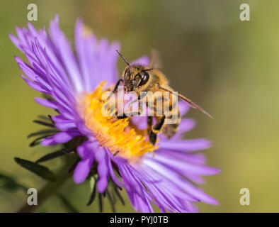 Honeybee (Apis mellifera) gathering nectar and pollen on a wild purple aster (asteraceae). Stock Photo