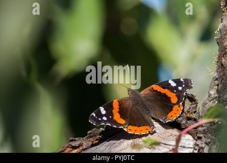 A Red Admirable butterfly (Vanessa atalanta) resting on a tree limb, with green background. Stock Photo