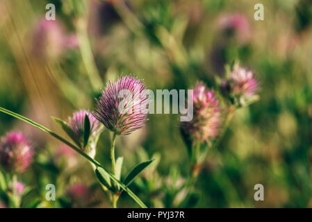 Fluffy Flower of Hare's-foot Clover on Blurred Background. Stock Photo
