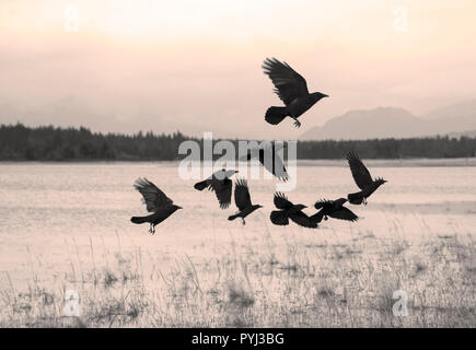 Flock of crows. Flying black birds in sky monochrome flutter raven ...