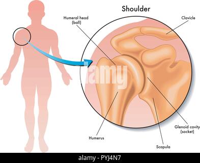 simple medical illustration of the shoulder joint Stock Vector