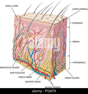 Medical illustration of the section of skin Stock Vector