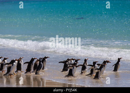 Gentoo and Magellanic penguins, New Island, Falkland Islands. Stock Photo