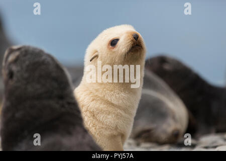 Leucistic Antarctic fur seal, Fortuna Bay, South Georgia, Antarctica.