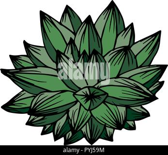 vector illustration of succulent isolated on white background Stock Vector