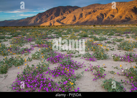 Fields of wildflowers bloom in Anza-Borrego Desert State Park, California. Stock Photo