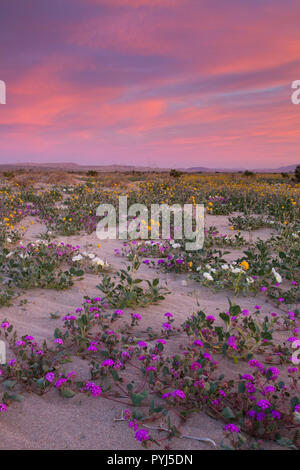 Fields of wildflowers bloom in Anza-Borrego Desert State Park, California. Stock Photo