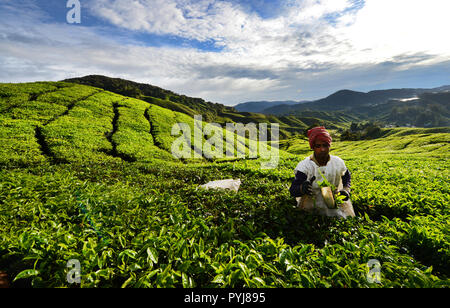 A Bangladeshi worker picking up tea leaves in a big tea plantation in the Cameron highlands in Malaysia. Stock Photo