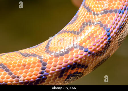 Detailed close up of a rainbow snake. Its  can reflect sunlight into a rainbow. Stock Photo