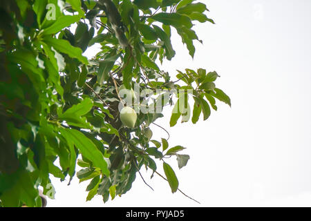 Green mango pairs on the tree on a white background. Stock Photo