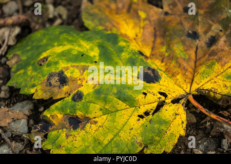 Brightly coloured Sycamore leaf fallen on the ground in Autumn Stock Photo