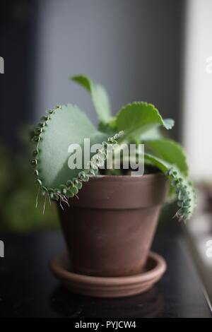 A mother of thousands plant. Stock Photo